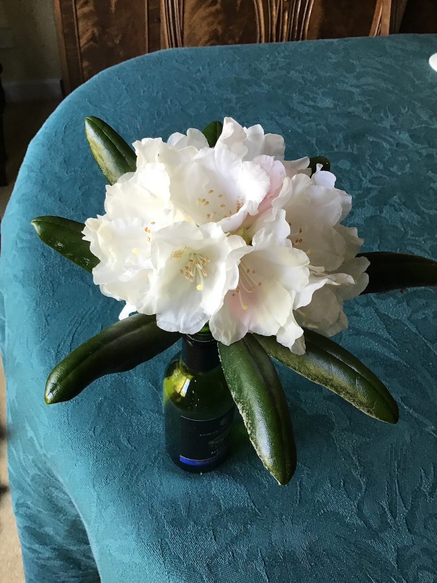 R. yakushimanum AGM